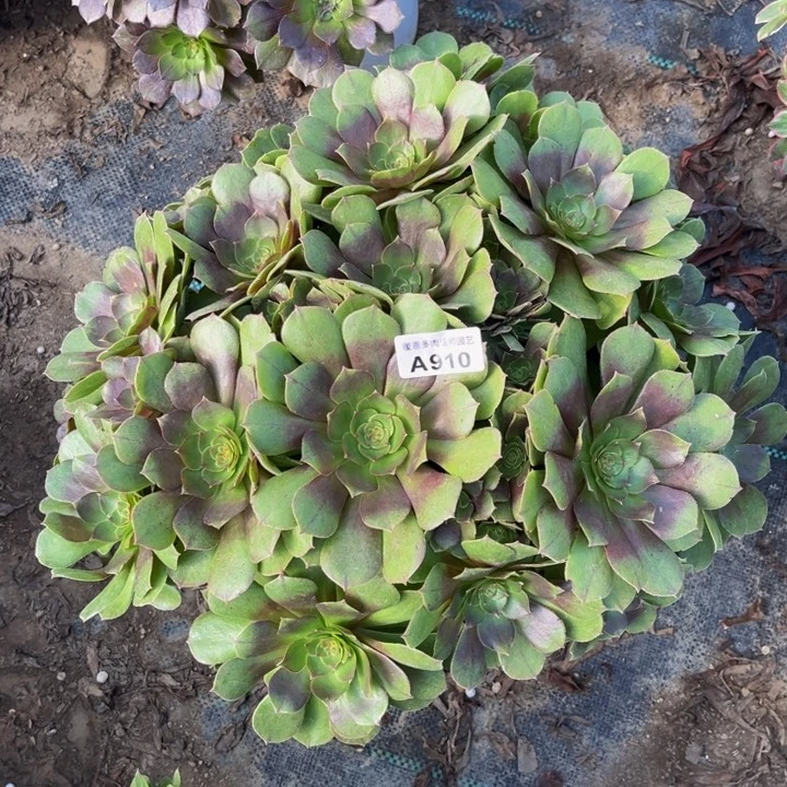 910万圣节多肉法师不包断枝