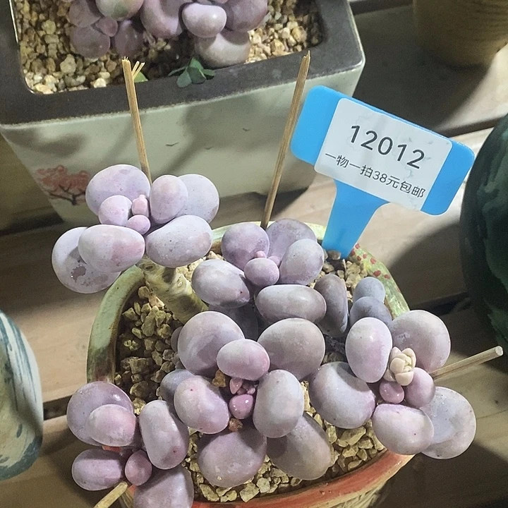 胭脂精品多肉大叶奶