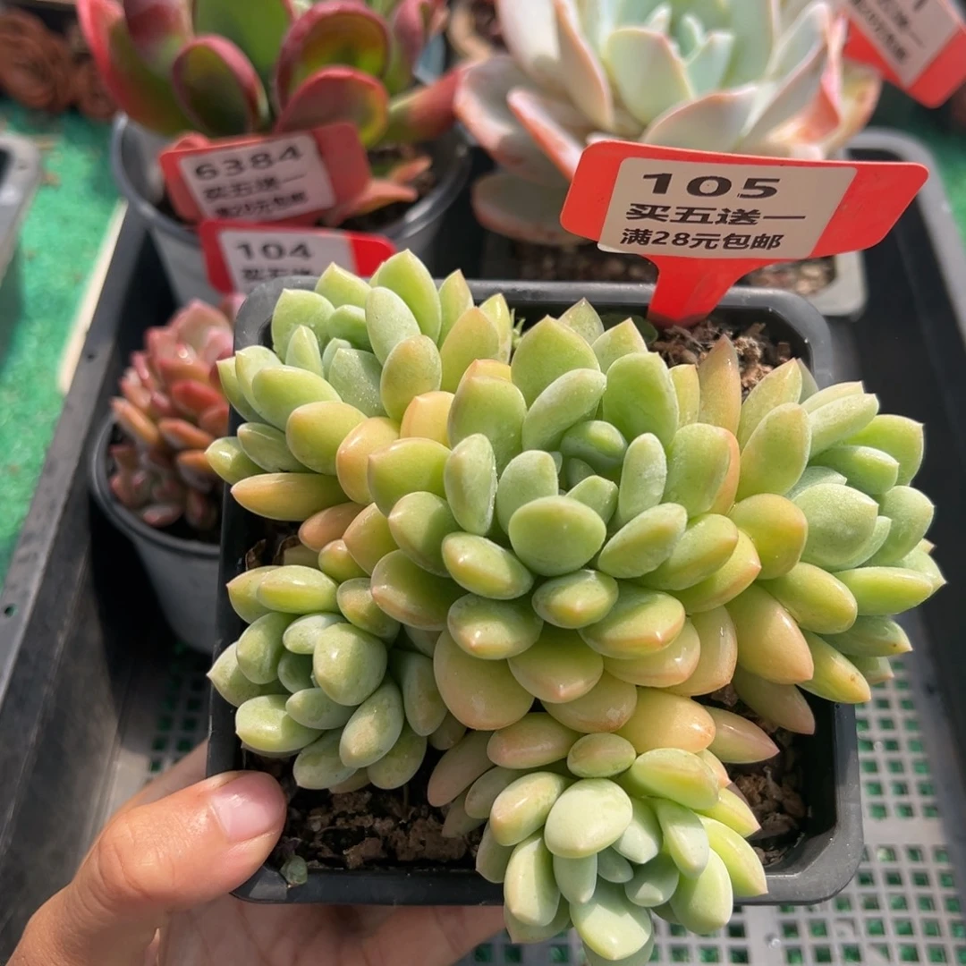 表妹精品多肉植物105.