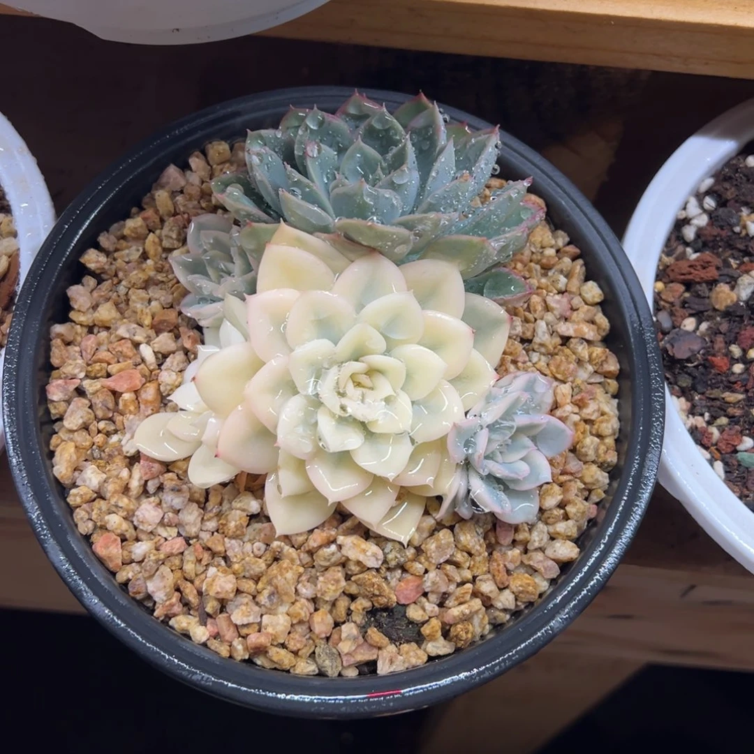 月亮仙子锦 夏鸣园艺