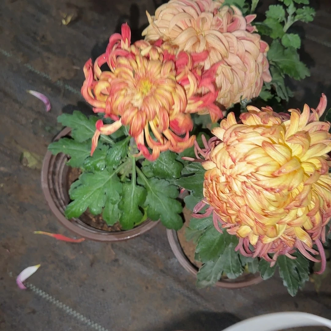 全部花朵P0000005