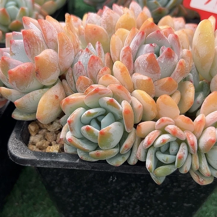 31冷香带盆一个多肉