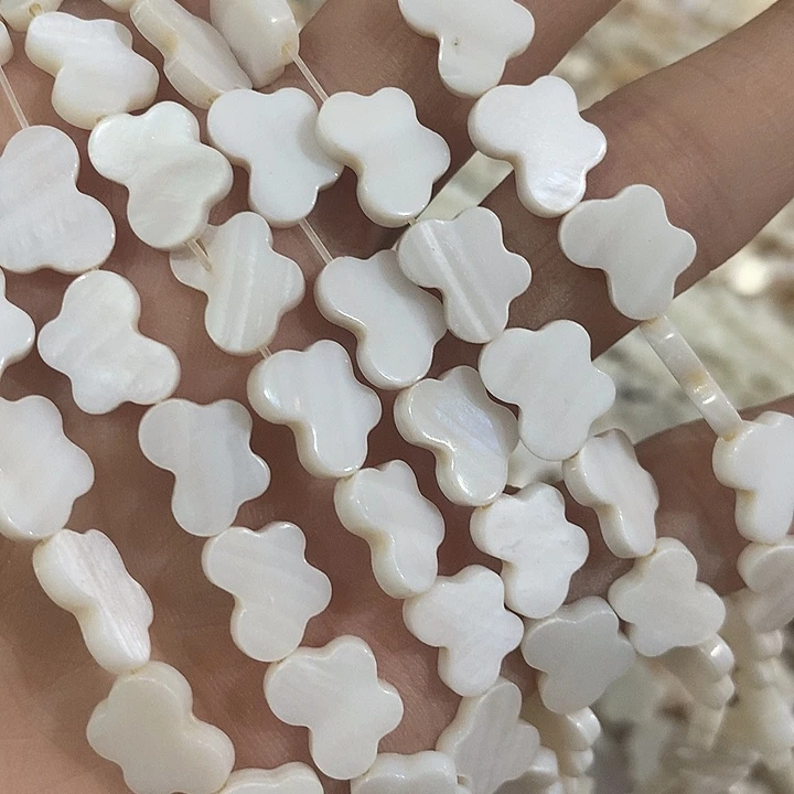 一条贝壳蝴蝶横孔