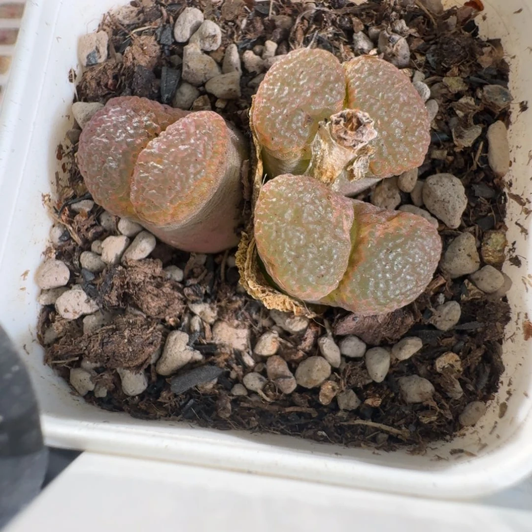 桃喜花园0625-100风铃