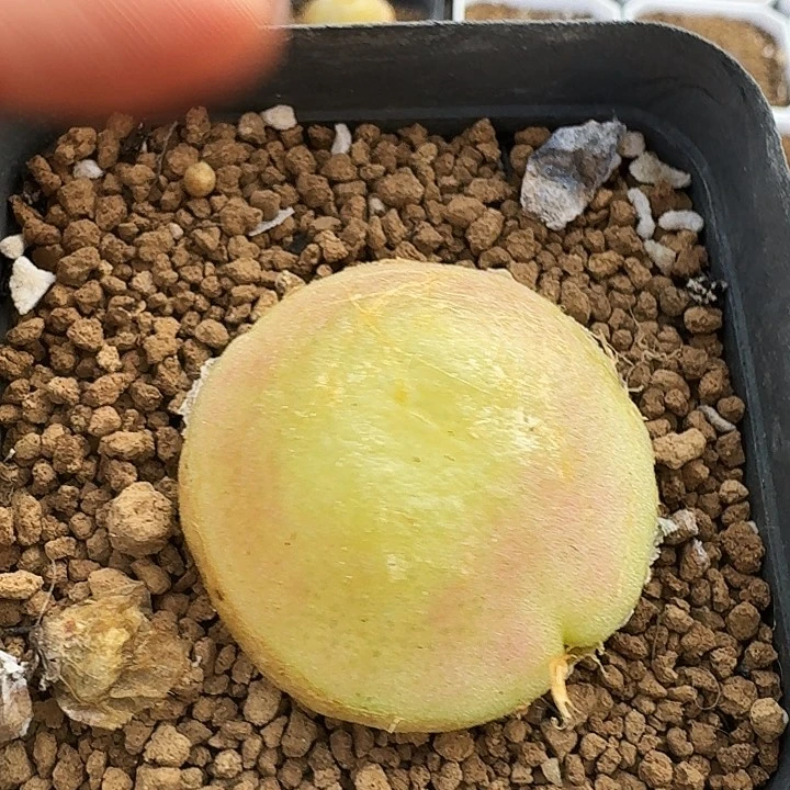 无花朵小**难多肉植物