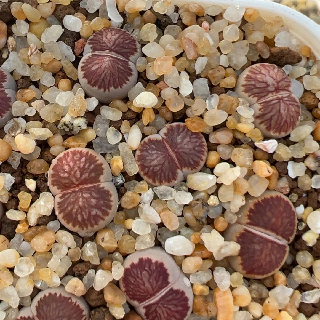 格*99多肉植物百科知识