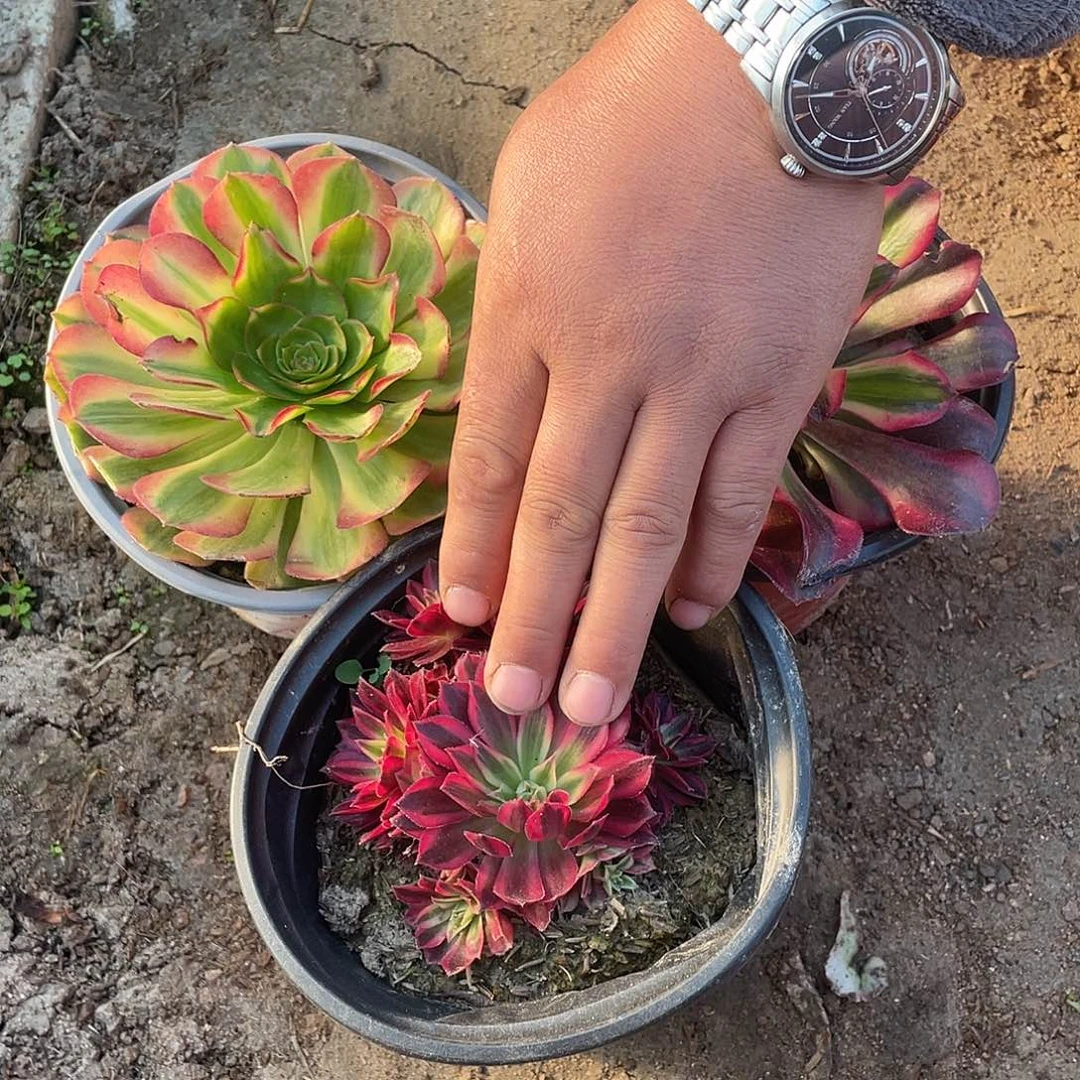 法师植物轮回美杜莎凤凰锦001