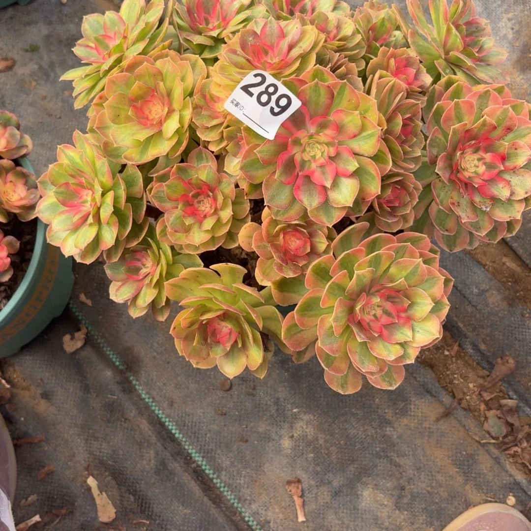 289蔷薇多破植物发货