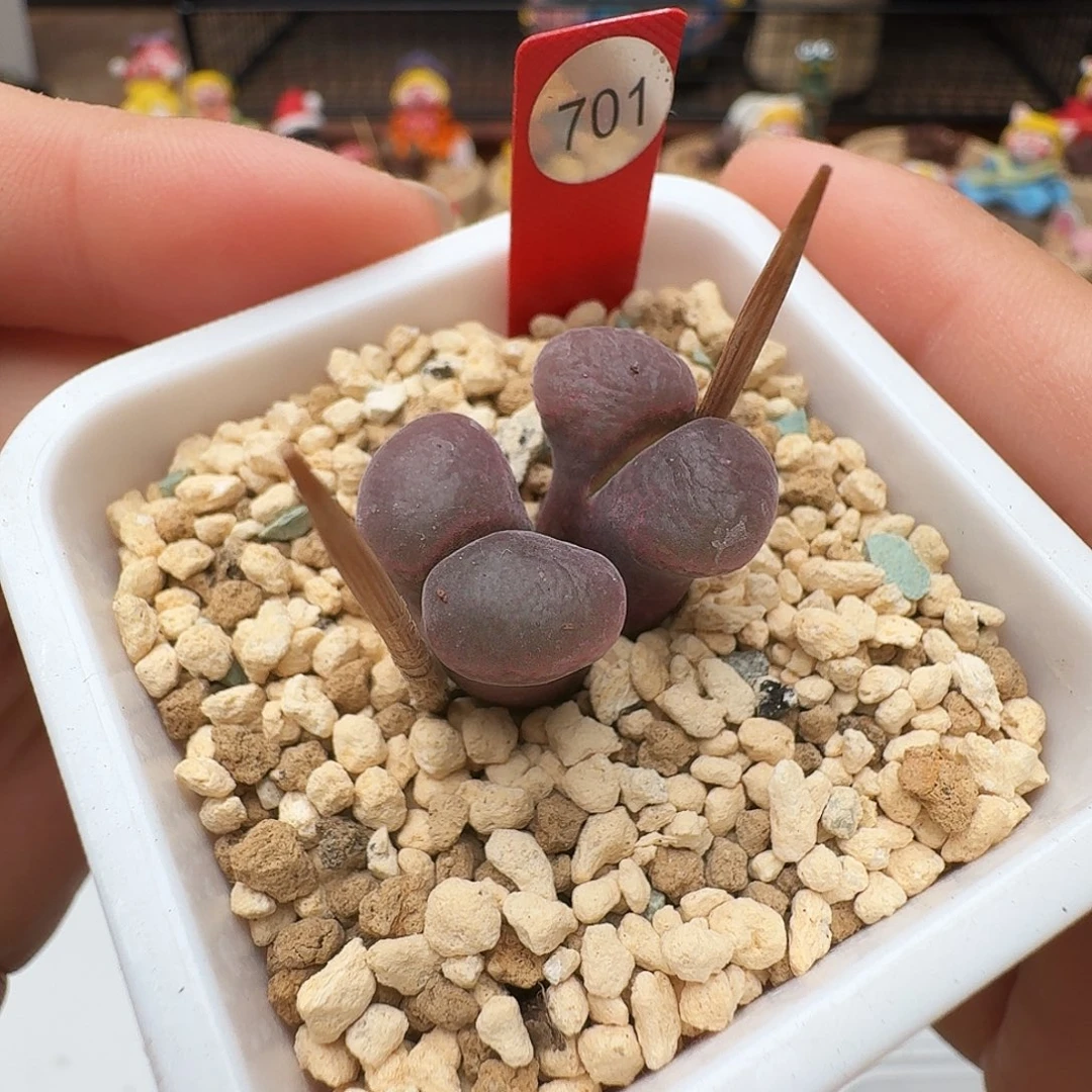 多肉植物福利风铃701