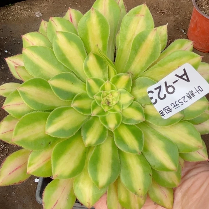 923知否2代多肉了112345678