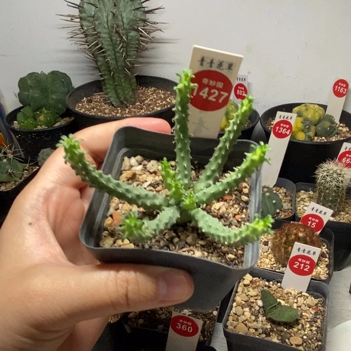实生九头龙一颗仙人球