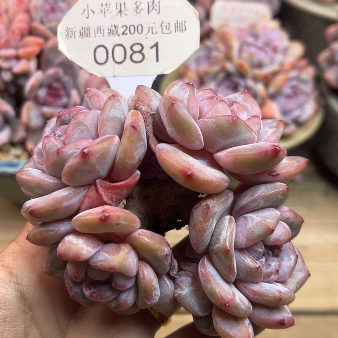 绿底紫心081/10cm4头