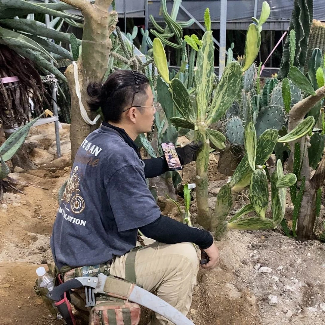 大理石仙人掌整颗发货一物一拍
