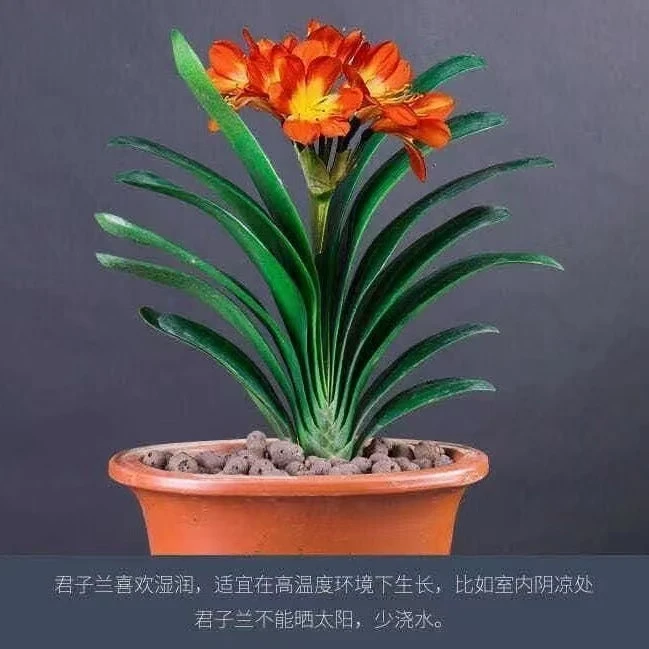 君子兰（两颗）裸根发货十二片叶大座机发货新手小白可养养死包赔