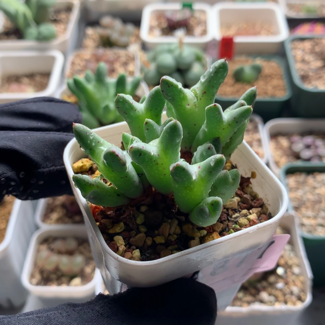 柴**?a877皮卡丘杂交猪蹄