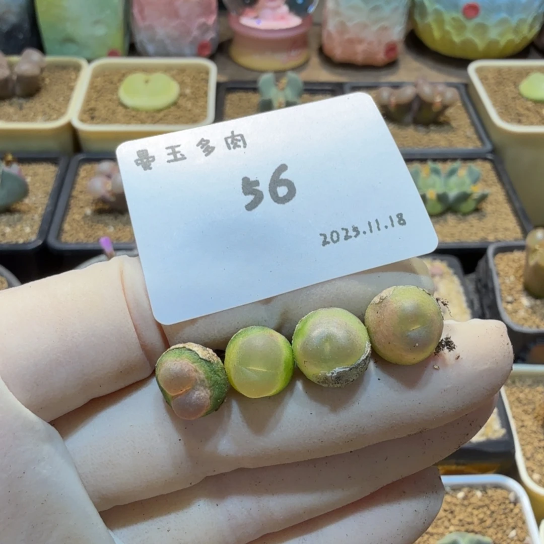 用***1多肉多肉多肉11.18-056