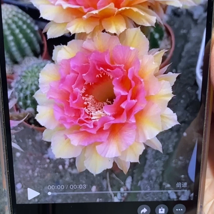 香香42号侧芽2公分左右