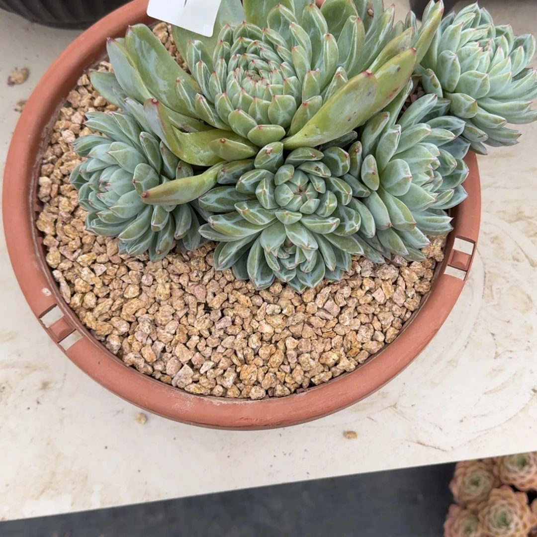 柯***珉19-1雪花珍妮差价00