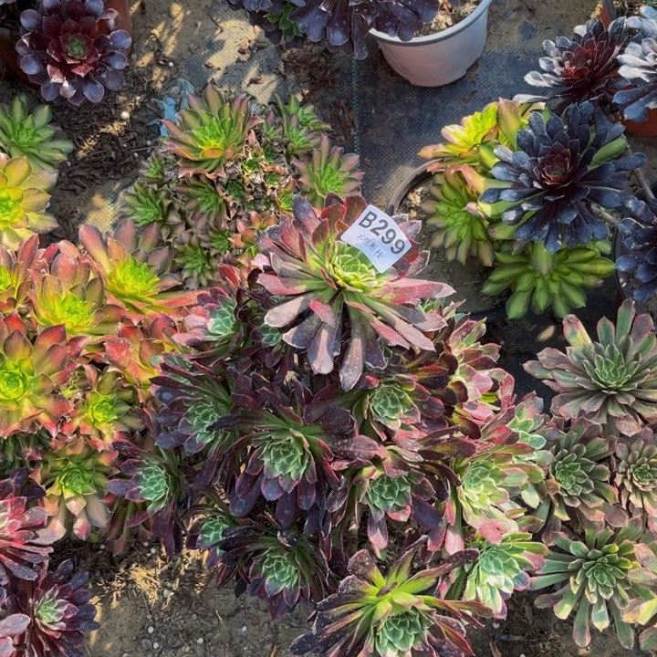 299粉墨绿体多肉法师不包断枝