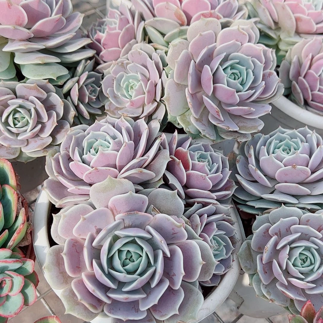 露娜莲多头群生老桩