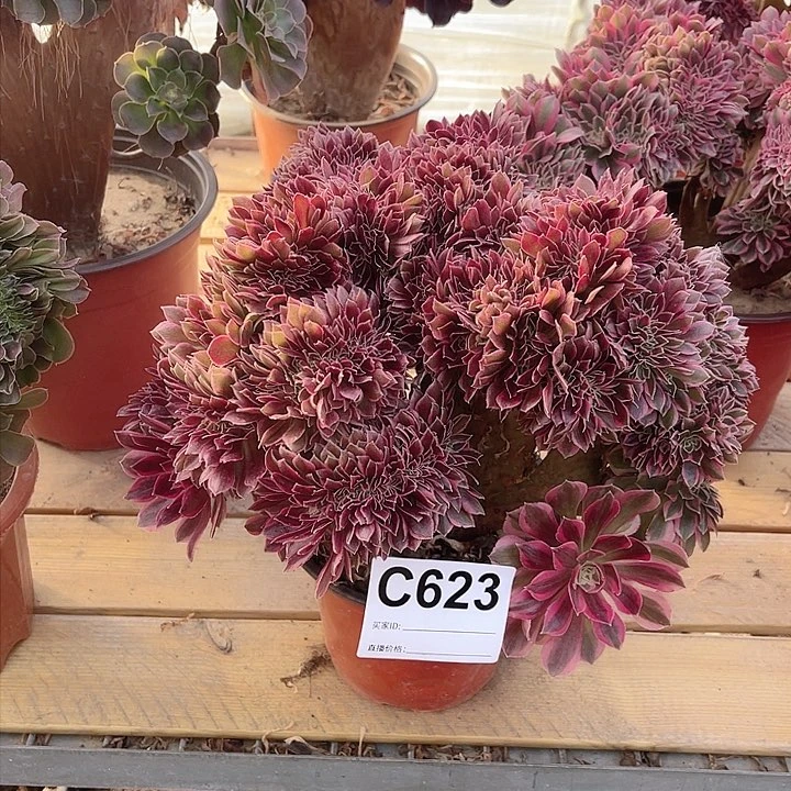 623女神缀多肉法师