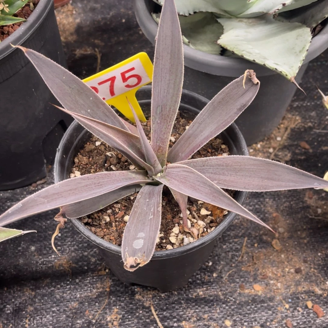 薰衣草夫人龙舌兰