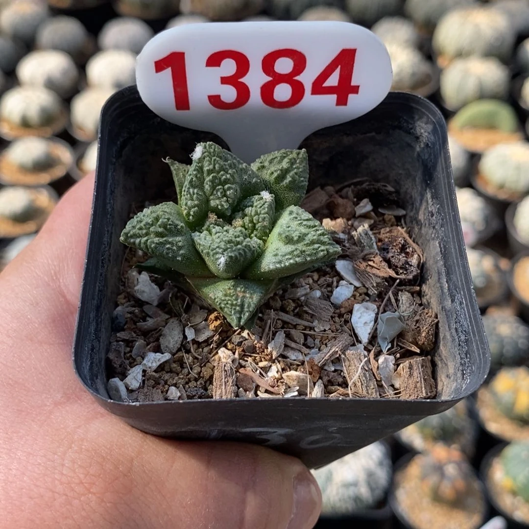 1384龟甲牡丹福利