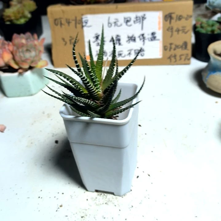满6元包邮，大颗十二卷