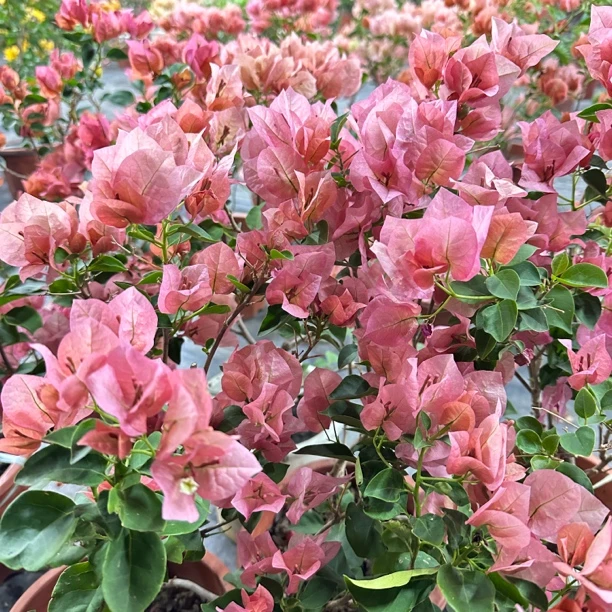 【新疆包邮】不甜西瓜三角梅