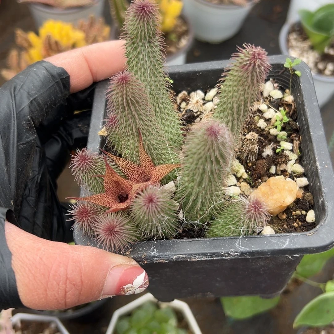 多肉植物啊修罗群