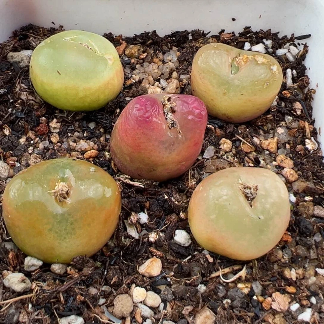 1.19好看的多肉750