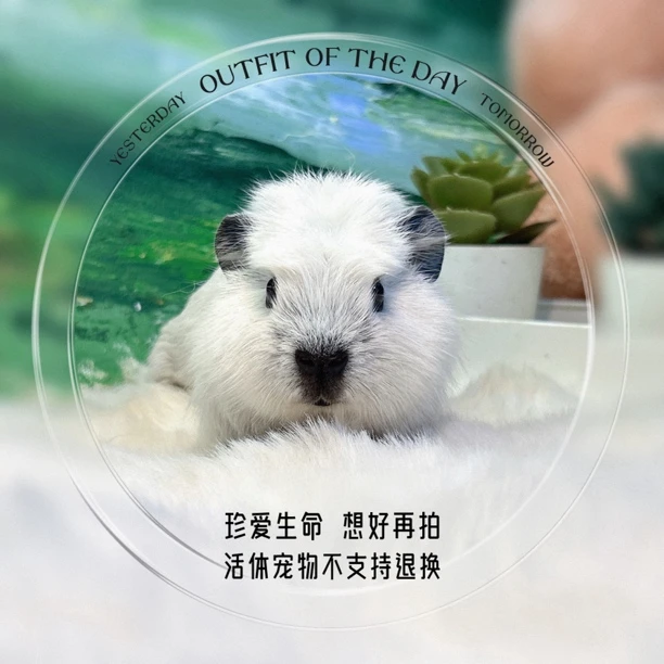 冠加州妹妹 荷兰猪 豚鼠 包邮包风险