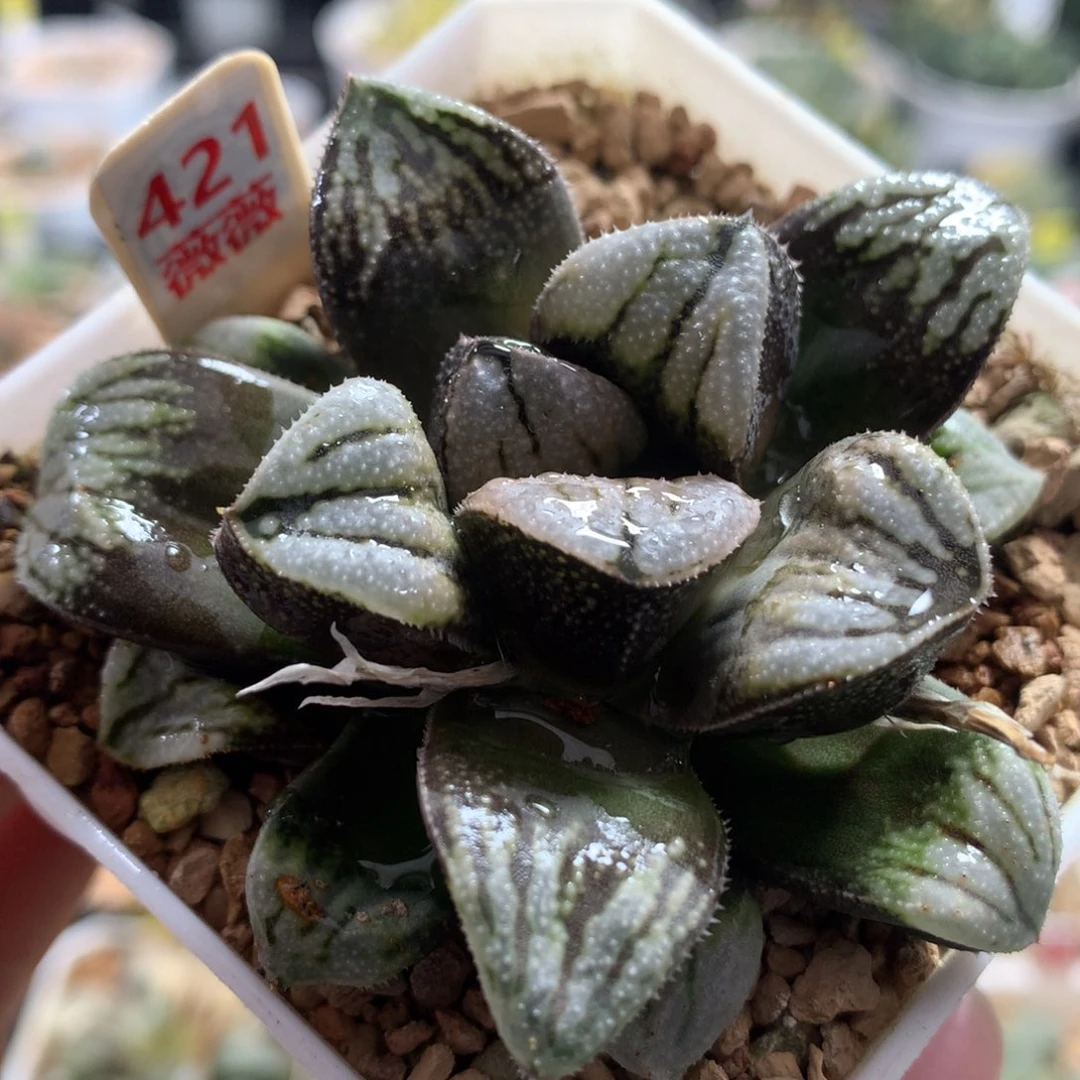 421江南雪黑白多肉植物