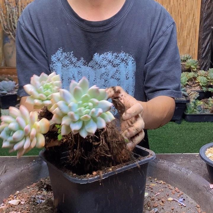 兔***子384号半夏多肉植物