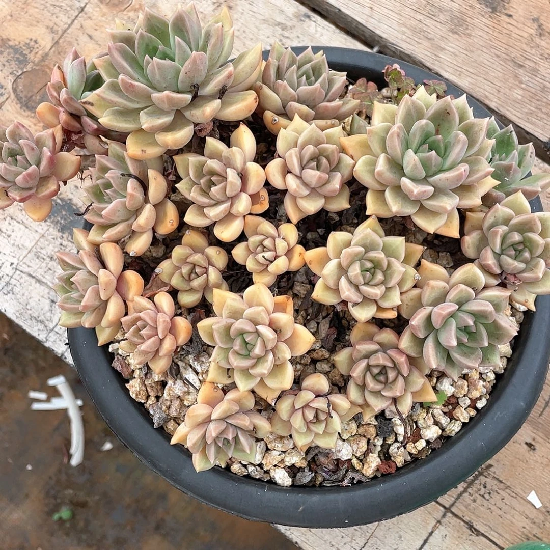 多肉植物一物一拍