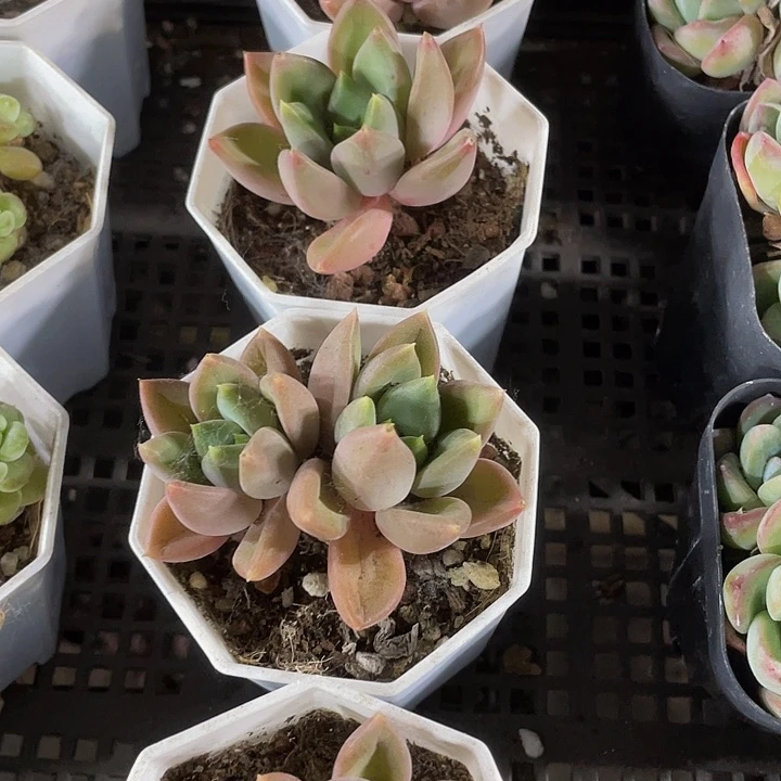 八角盆双头红象牙