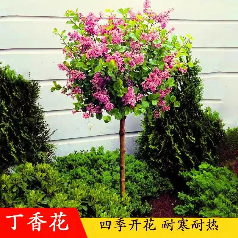2丁香花树苗浓香型庭院种植盆栽室外开花耐寒花卉植物