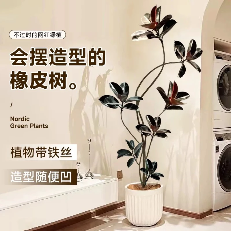 黑金刚橡皮树室内大型绿植客厅造型办公室阳台植物鸭脚木四季好养