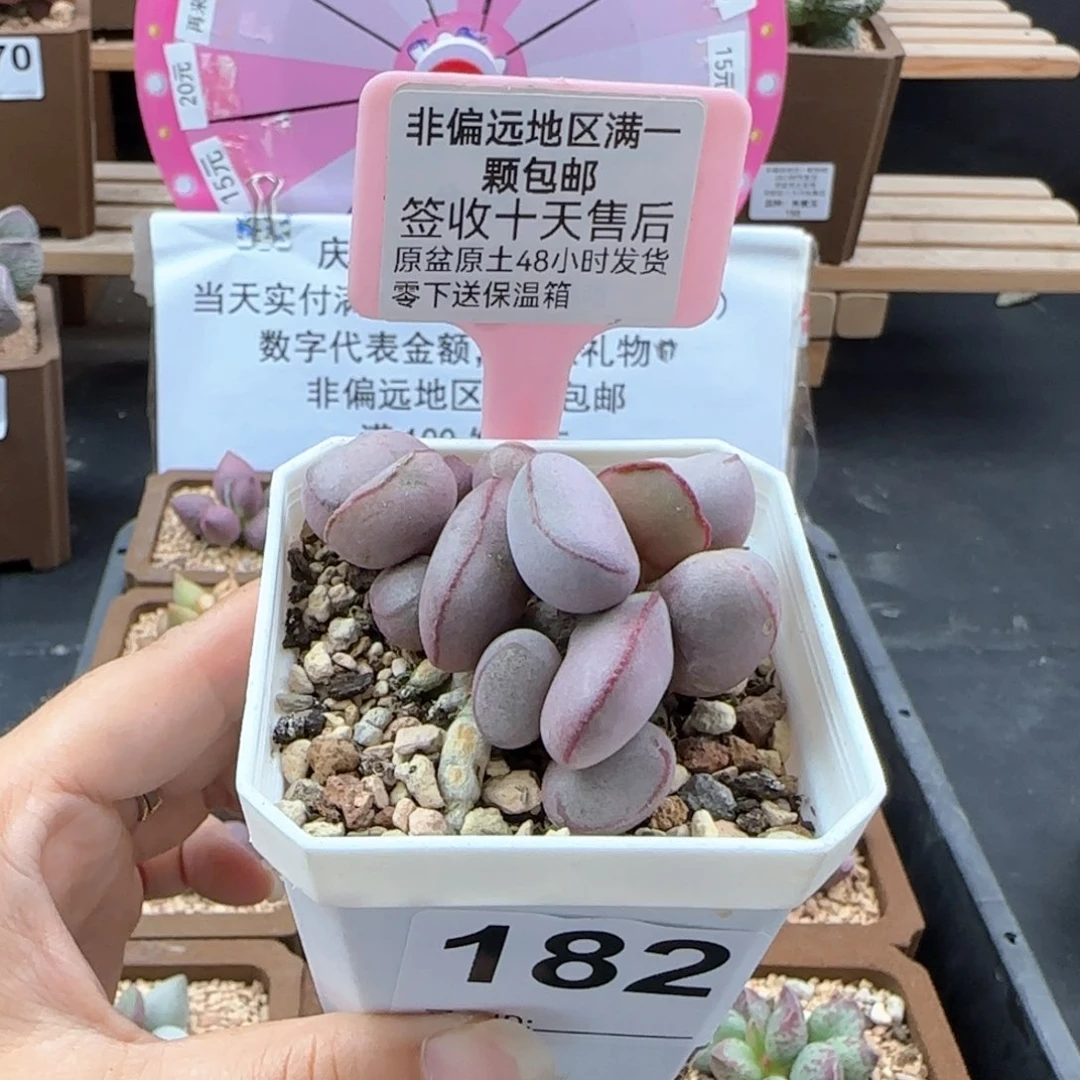 晴**雨182白肌红蛋多肉植物