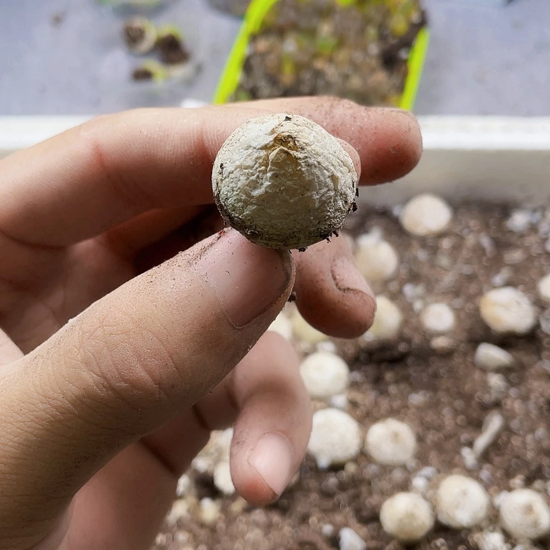 二*欢灯泡肉肉一物一拍….