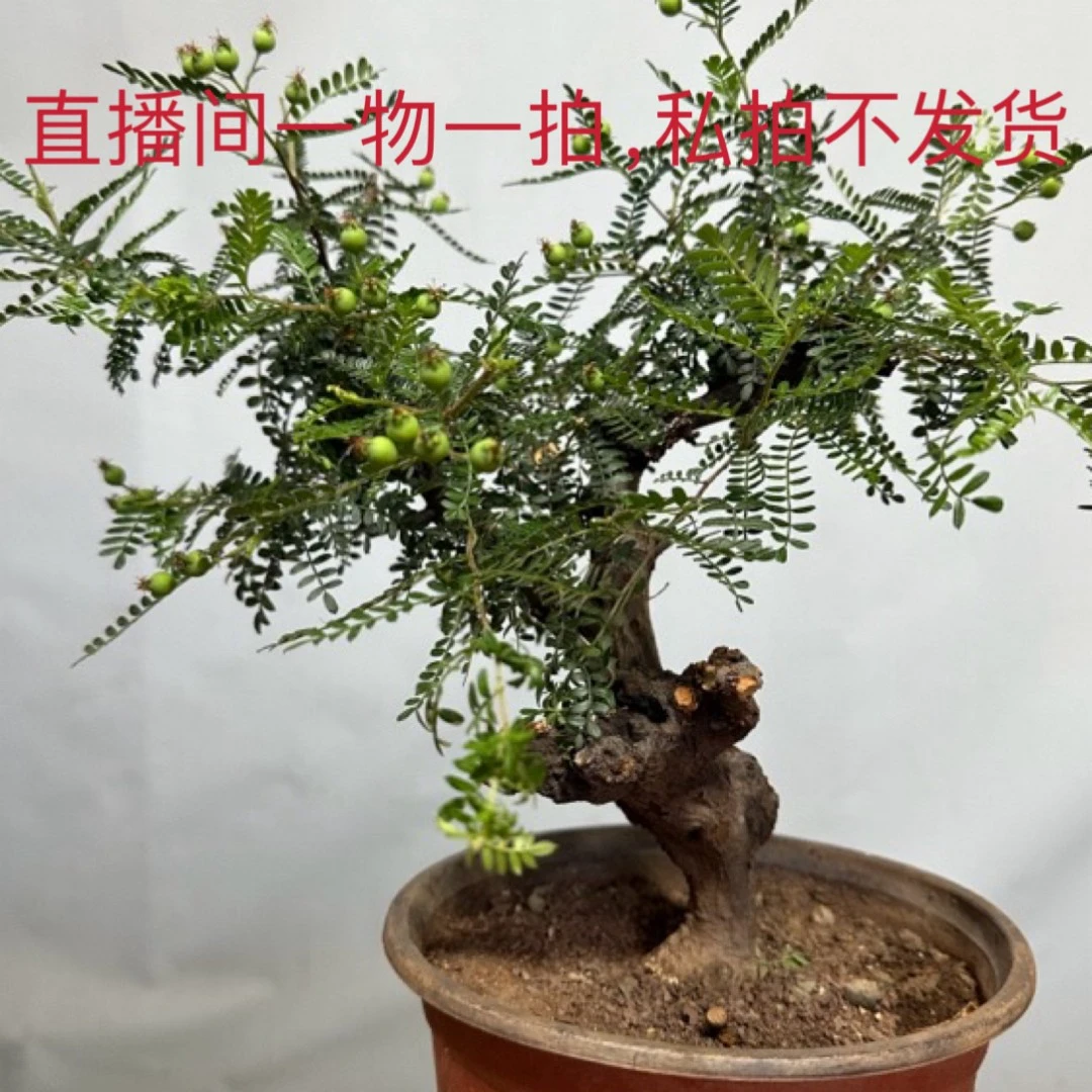 直播间一物一拍,私拍不发货,小石积,开花结果,四季常青