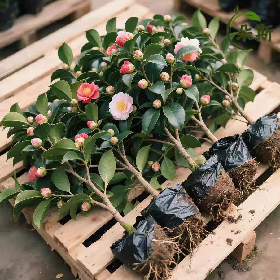 四季香妃茶花苗带花苞五色赤丹茶花树苗室内阳台盆栽花卉绿植