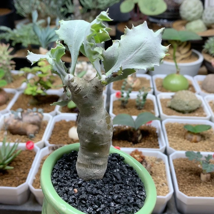 雪露厚敦菊母本带盆