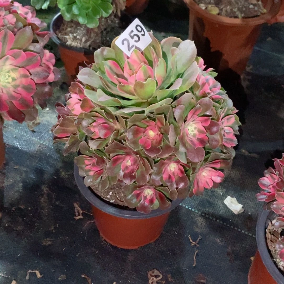 ?****?香妃259多肉小棵1111