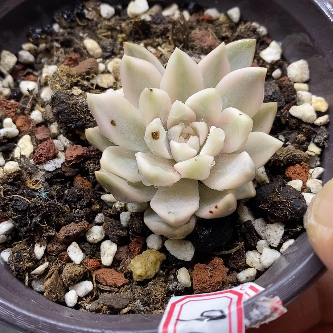 3099 斯嘉丽宽覆轮锦