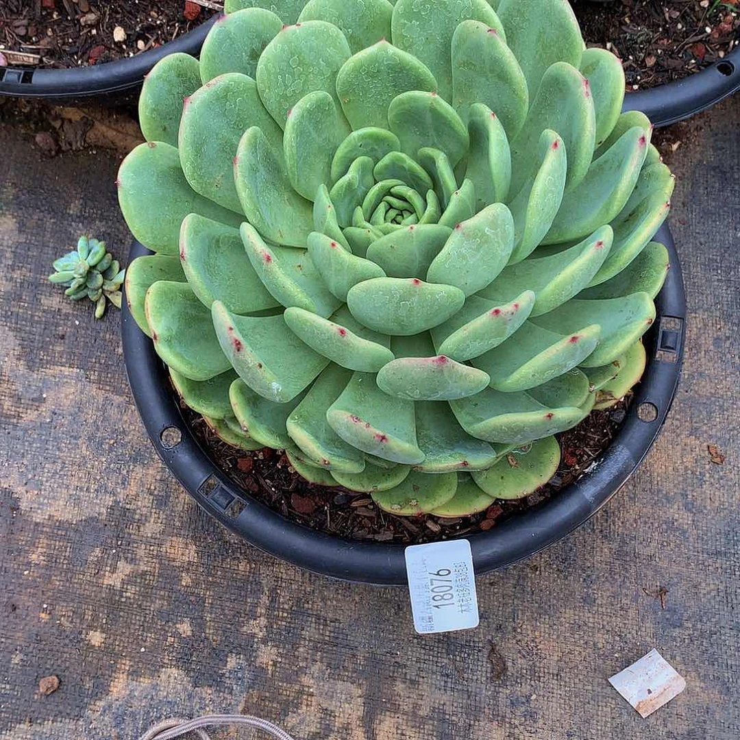 雪***娘    十里桃花18076