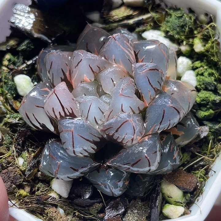 890水中月錦特選福利