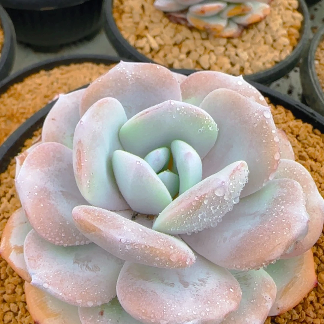 【闪购商品】控养奶茶