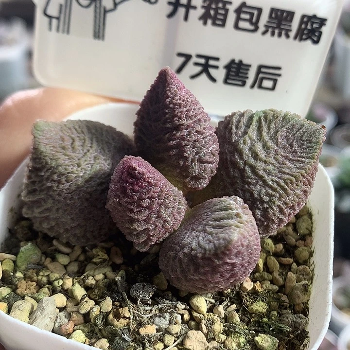 巨猪宝—专拍专拍专拍