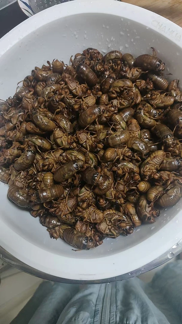 山东新鲜知了猴金蝉结了龟爬叉速冻烧烤顺丰包邮